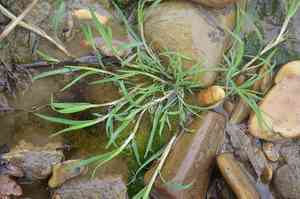 Water whorlgrass(Catabrosa aquatica)