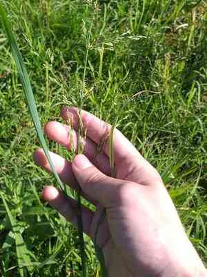 Water whorlgrass(Catabrosa aquatica)
