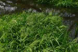 Water whorlgrass(Catabrosa aquatica)