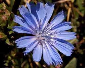 Catananche (Catananche)(Catananche)