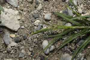 Sea-fern grass(Catapodium marinum)