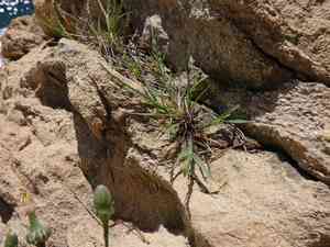 Sea-fern grass(Catapodium marinum)