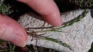 Sea-fern grass(Catapodium marinum)