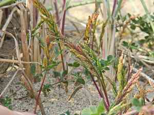 Sea-fern grass(Catapodium marinum)