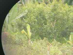Khat(Catha edulis)