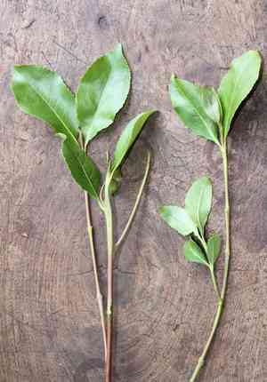 Khat(Catha edulis)