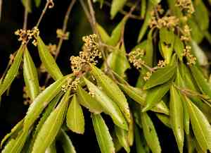 Khat(Catha edulis)