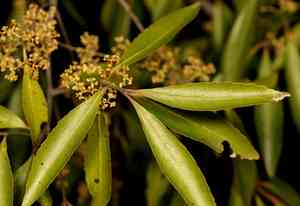 Khat(Catha edulis)