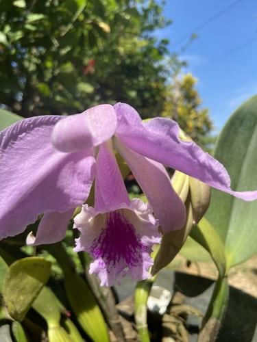 Crimson cattleya
