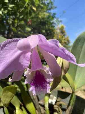 Crimson cattleya(Cattleya labiata)