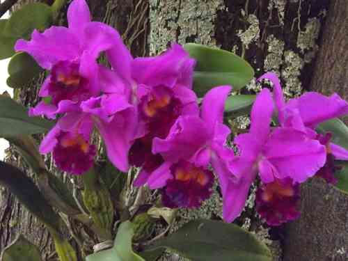 Crimson cattleya(Cattleya labiata)