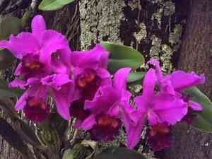 Crimson cattleya(Cattleya labiata)