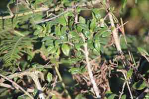 Thorny bone-apple(Catunaregam spinosa)