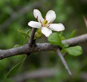 Thorny bone-apple(Catunaregam spinosa)