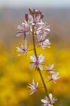 Lemmon's mustard(Caulanthus anceps)