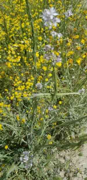 Lemmon's mustard(Caulanthus anceps)