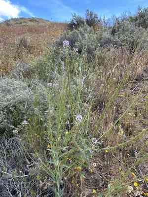 Lemmon's mustard(Caulanthus anceps)