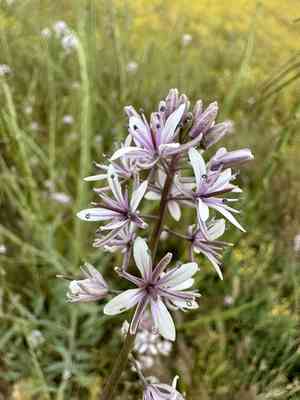 Lemmon's mustard(Caulanthus anceps)