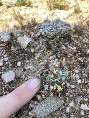 California jewelflower(Caulanthus californicus)