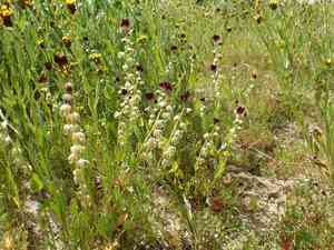 California jewelflower(Caulanthus californicus)