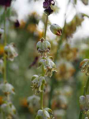 California jewelflower(Caulanthus californicus)