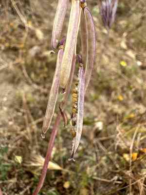 California jewelflower(Caulanthus californicus)