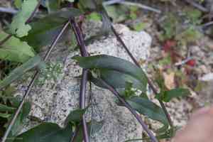 Cooper's wild cabbage(Caulanthus cooperi)