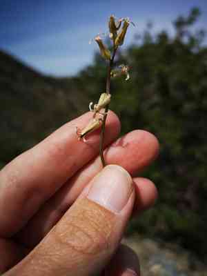 Cooper's wild cabbage(Caulanthus cooperi)
