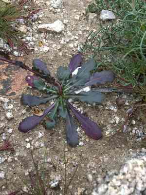 Cooper's wild cabbage(Caulanthus cooperi)