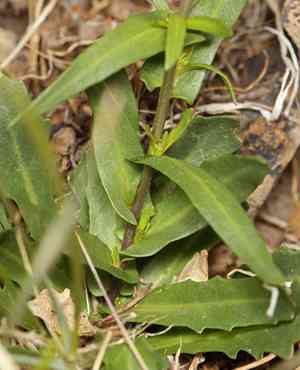 Cooper's wild cabbage(Caulanthus cooperi)