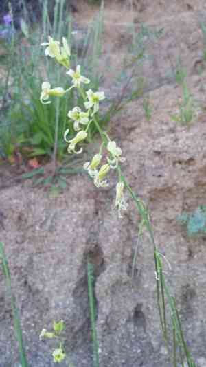 San diego wild cabbage(Caulanthus heterophyllus)