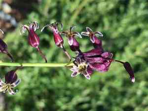 San diego wild cabbage(Caulanthus heterophyllus)