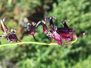 San diego wild cabbage(Caulanthus heterophyllus)