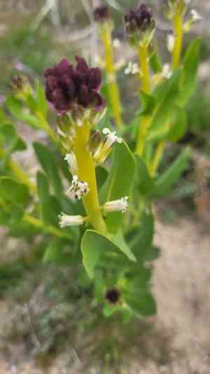 Desert candle(Caulanthus inflatus)