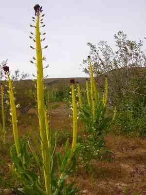 Desert candle(Caulanthus inflatus)