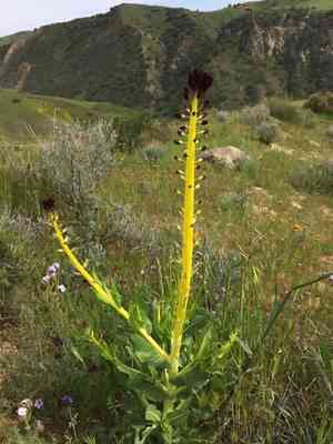 Desert candle(Caulanthus inflatus)