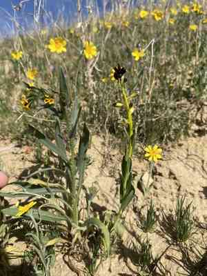 Desert candle(Caulanthus inflatus)