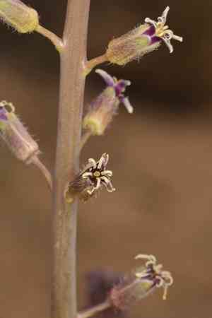 Hairy wild cabbage(Caulanthus pilosus)