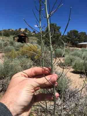 Hairy wild cabbage(Caulanthus pilosus)