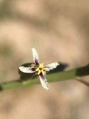 Hairy wild cabbage(Caulanthus pilosus)