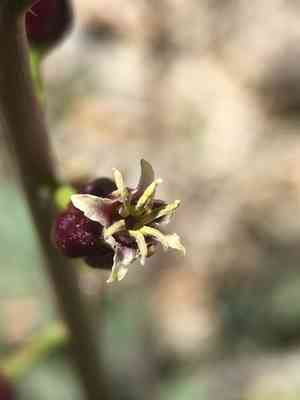 Hairy wild cabbage(Caulanthus pilosus)