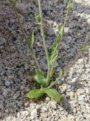 Payson's wild cabbage(Caulanthus simulans)