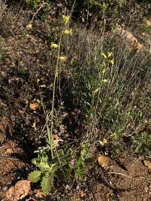 Payson's wild cabbage(Caulanthus simulans)