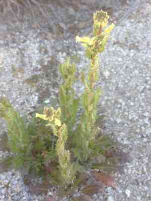Payson's wild cabbage(Caulanthus simulans)