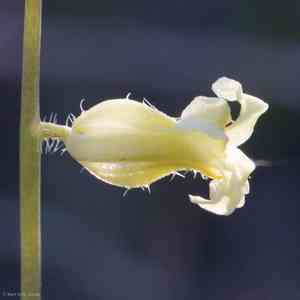 Payson's wild cabbage(Caulanthus simulans)