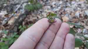 Giant blue cohosh(Caulophyllum giganteum)