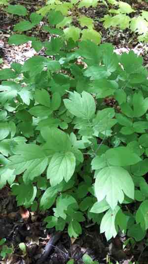 Giant blue cohosh(Caulophyllum giganteum)
