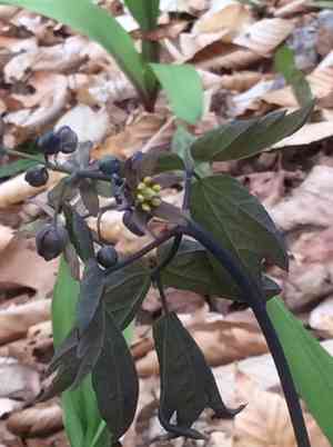 Giant blue cohosh(Caulophyllum giganteum)