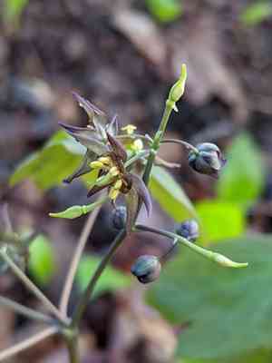 Giant blue cohosh(Caulophyllum giganteum)