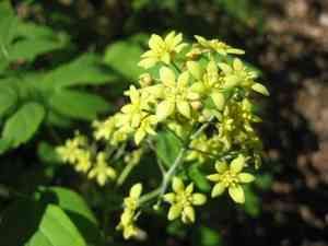 Blue cohosh(Caulophyllum thalictroides)